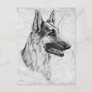 German Shepherd Dog Postcard