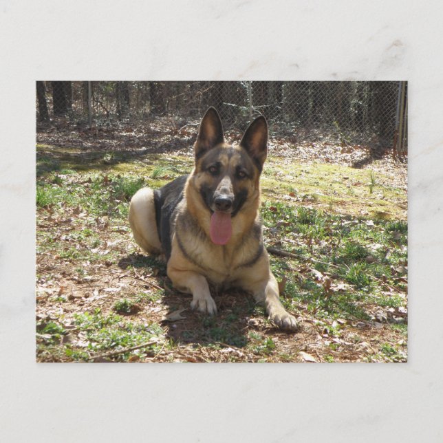German Shepherd Dog Postcard (Front)
