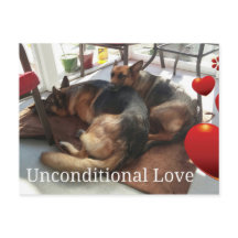 German Shepherd Dog Postcard