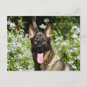German Shepherd Dog Postcard