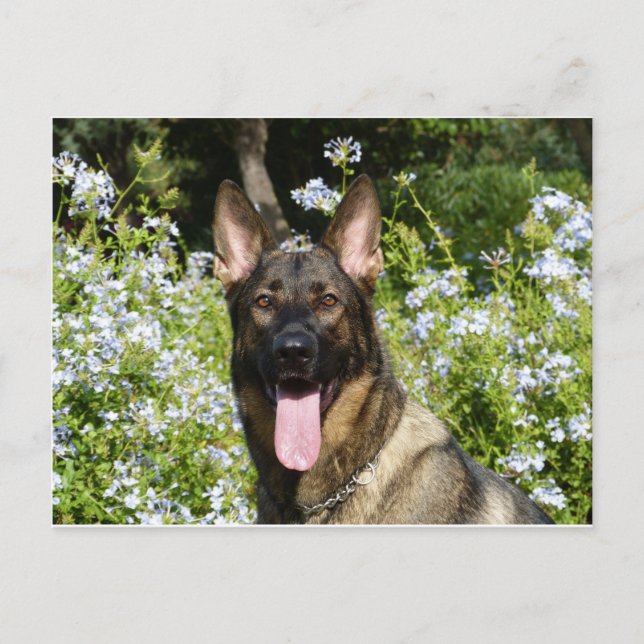 German Shepherd Dog Postcard (Front)