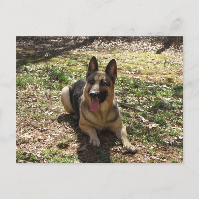 German Shepherd Dog Postcard (Front)