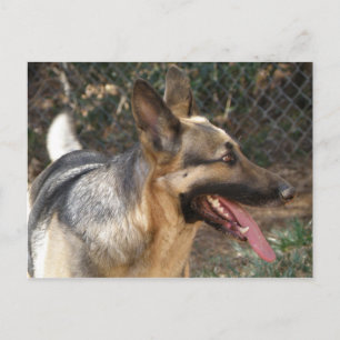 German Shepherd Dog Postcard