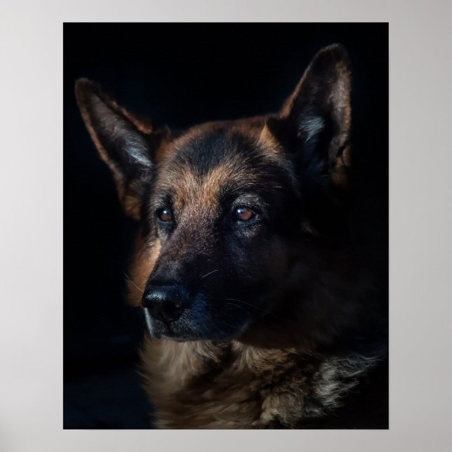 German shepherd dog poster (Front)