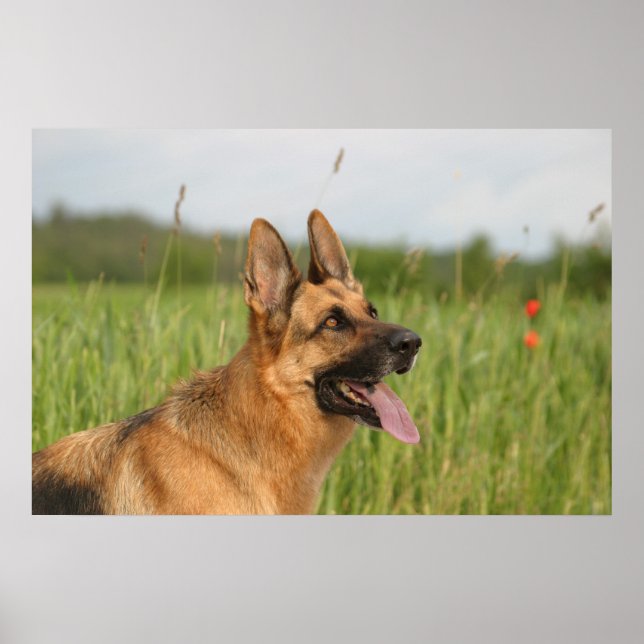 German Shepherd Dog poster print (Front)