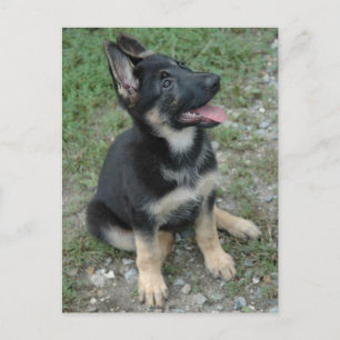 German Shepherd Dog Puppy Postcard