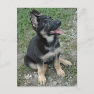 German Shepherd Dog Puppy Postcard