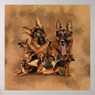 German Shepherd Dog - puppy, young, adult Poster