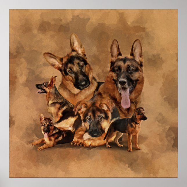 German Shepherd Dog - puppy, young, adult Poster (Front)