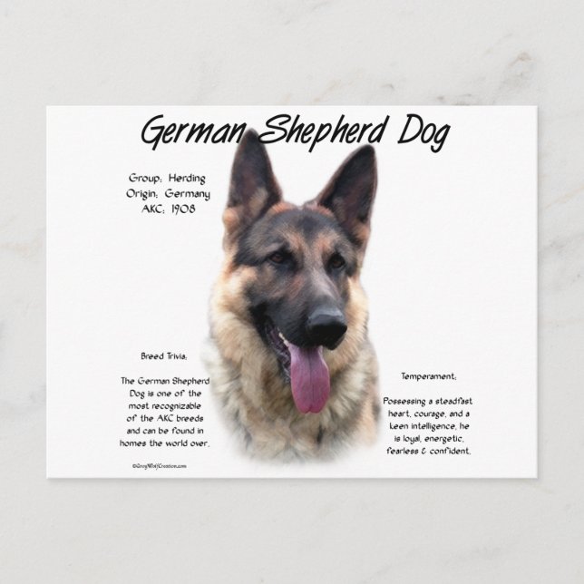 German Shepherd Dog (sable) History Design Postcard (Front)
