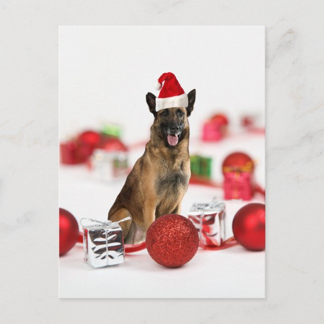 German Shepherd dog w Christmas Gifts Santa Hat Holiday Postcard (Front)
