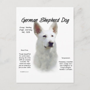 German Shepherd Dog (wht) History Design Postcard
