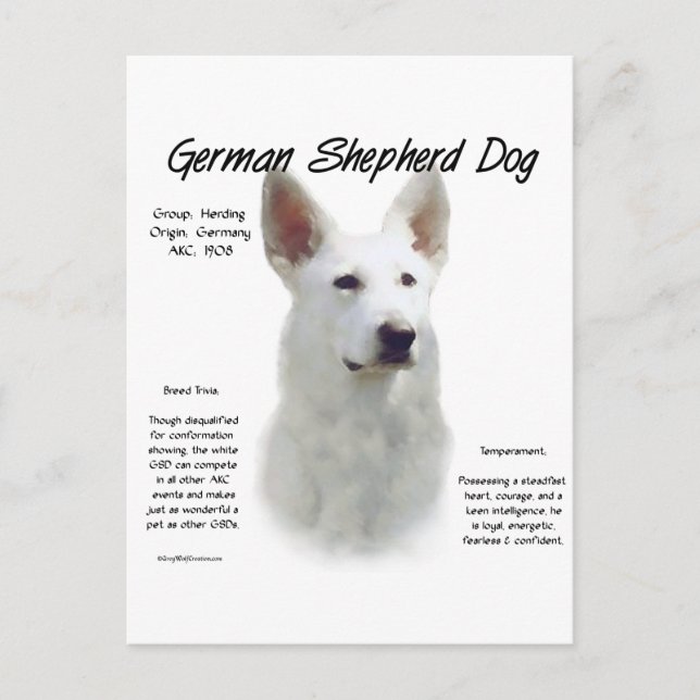 German Shepherd Dog (wht) History Design Postcard (Front)