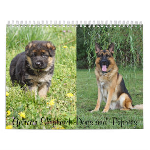 German Shepherd Dogs and Puppies Calendar 2016