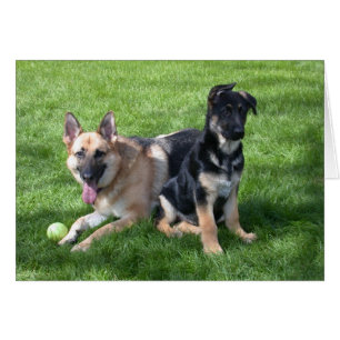 German Shepherd Dogs - Blank inside