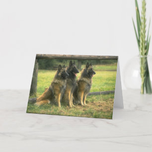 German Shepherd Dogs Greeting Card