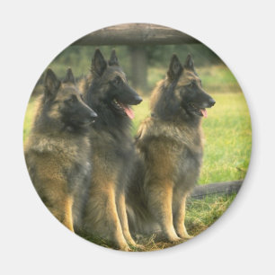 German Shepherd Dogs Magnet