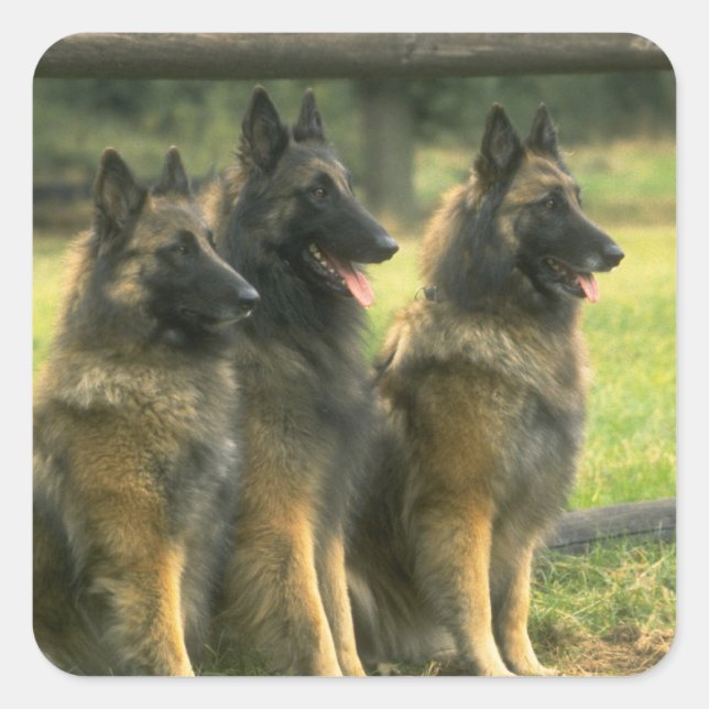 German Shepherd  Dogs Square Sticker (Front)