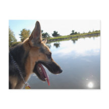 German Shepherd/Enjoying the View