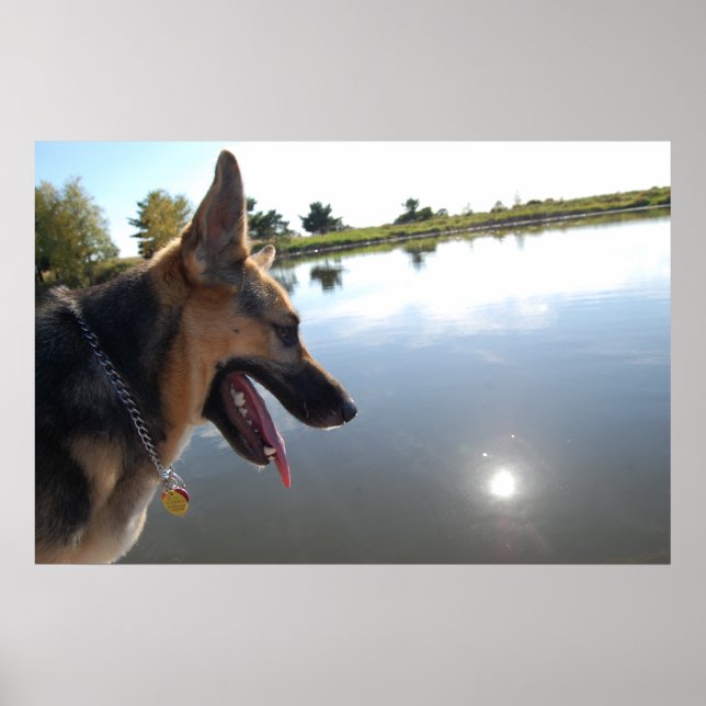 German Shepherd/Enjoying the View Poster (Front)