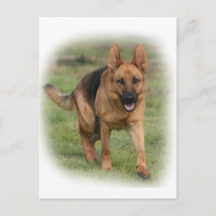 German Shepherd Female "Gilla" Postcard