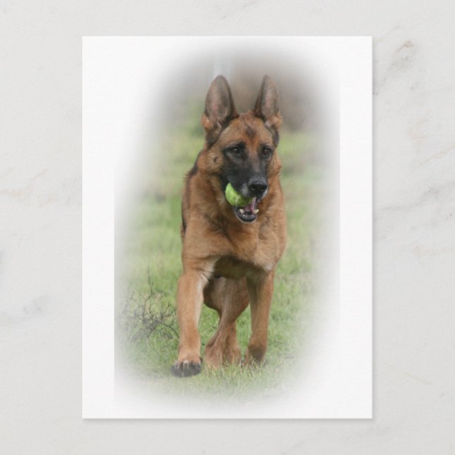 German Shepherd Female "Vita" Postcard (Front)