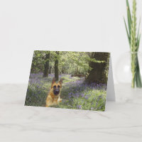 German Shepherd Forest Card
