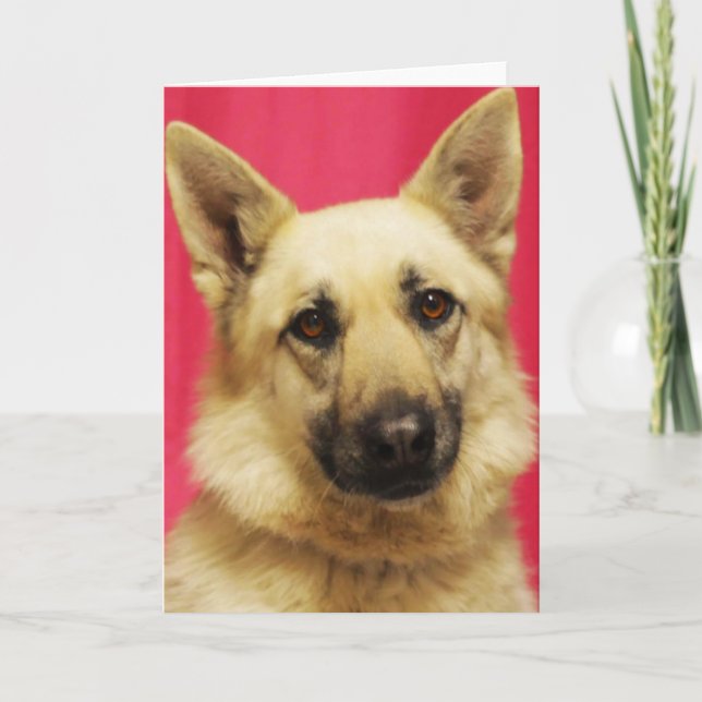 German Shepherd Greeting Card (Front)