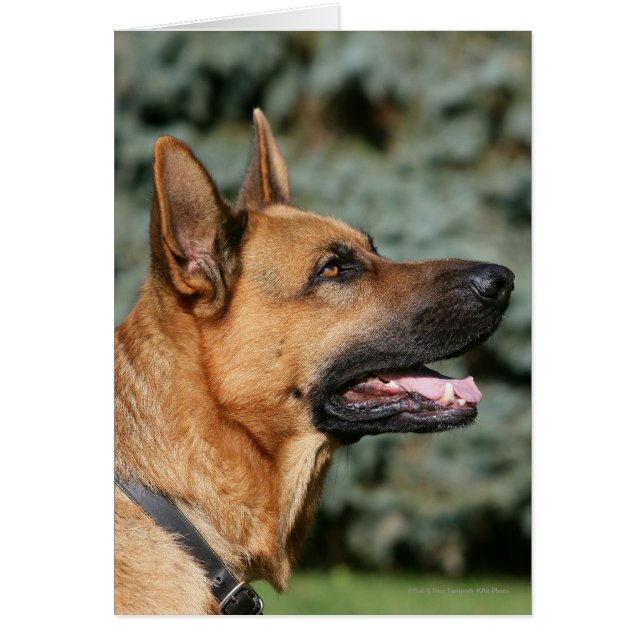 German Shepherd Headshot 1 (Front)