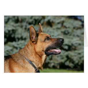 German Shepherd Headshot 1