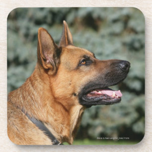 German Shepherd Headshot 1 Coaster