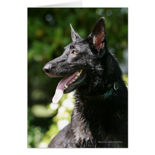 German Shepherd Headshot 2