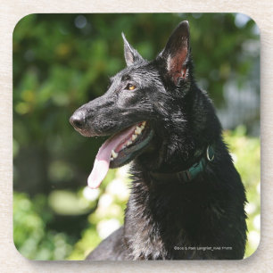 German Shepherd Headshot 2 Coaster