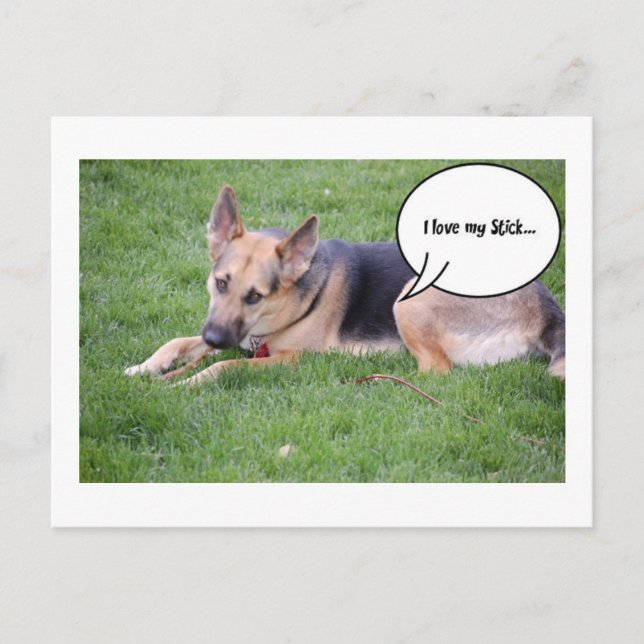 German shepherd Humour Postcard (Front)