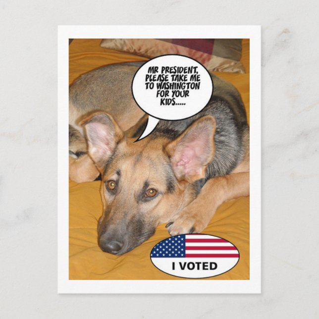 German Shepherd Humour Postcard (Front)