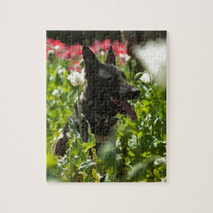 German Shepherd in a Field Jigsaw Puzzle