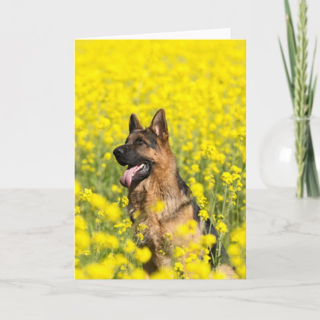 German Shepherd in mustard seed greeting card (Front)