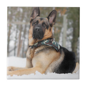 German Shepherd In Snow Ceramic Tile