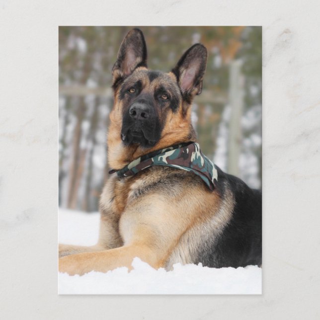 German Shepherd In Snow Postcard (Front)