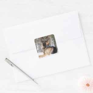 German Shepherd In Snow Square Sticker