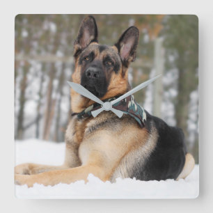 German Shepherd In Snow Square Wall Clock