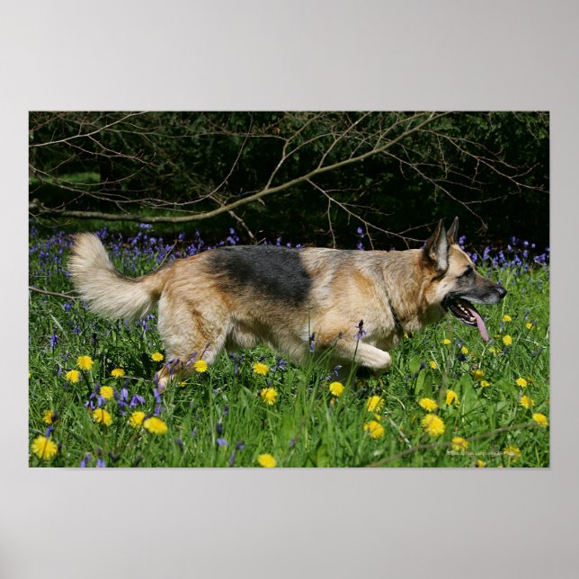 German Shepherd in Yellow Flowers Poster (Front)