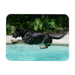 German Shepherd Jumping in Water Magnet