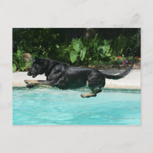 German Shepherd Jumping in Water Postcard