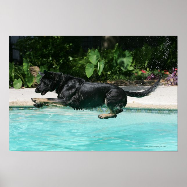 German Shepherd Jumping in Water Poster (Front)