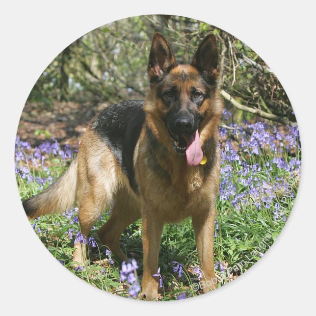 German Shepherd Laying Down Classic Round Sticker (Front)