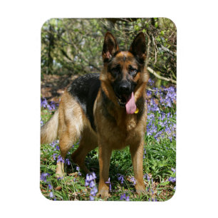 German Shepherd Laying Down Magnet