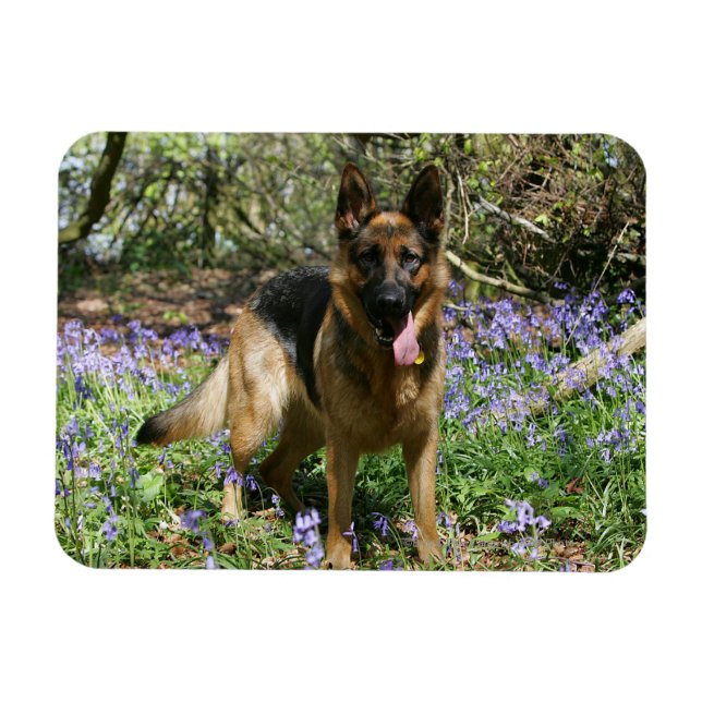 German Shepherd Laying Down Magnet (Horizontal)
