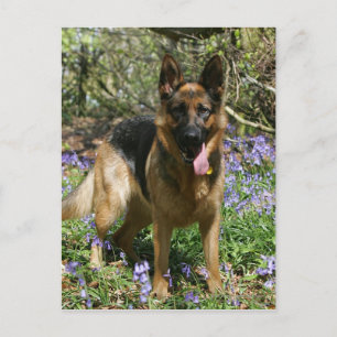 German Shepherd Laying Down Postcard