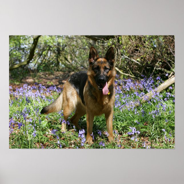 German Shepherd Laying Down Poster (Front)